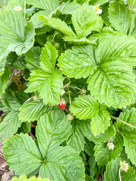 Morango Selvagem Fragaria Vesca Uma Planta Herbácea Perene Família Das — Fotografia de Stock