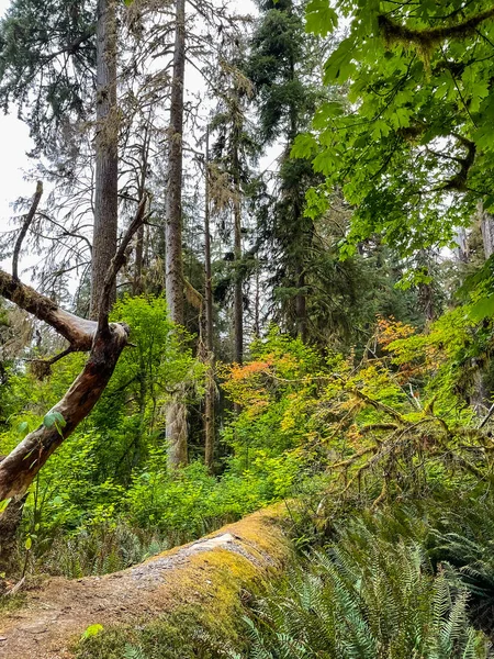 Las Deszczowy Hoh Położony Jest Półwyspie Olimpijskim Północno Zachodniej Części — Zdjęcie stockowe
