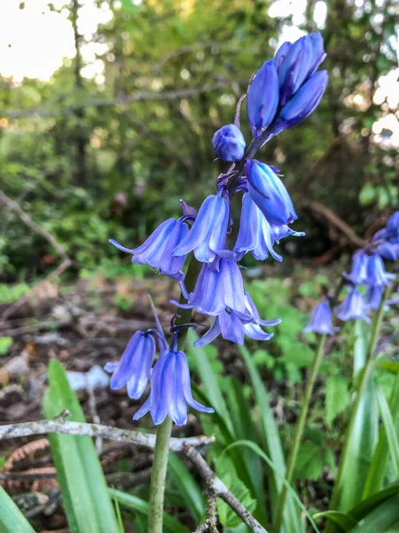 Ισπανικό Bluebell Hyacinthoides Hispanica Είναι Ένα Βολβώδες Φυτό Ανοιξιάτικη Ανθοφορία — Φωτογραφία Αρχείου