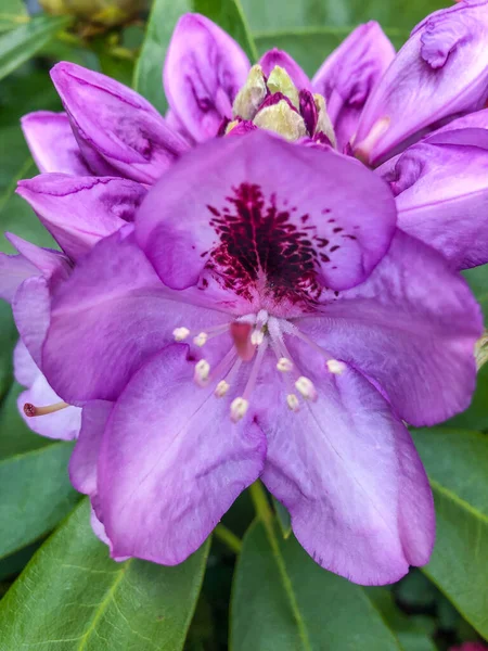 Rhododendron Genus 024 Species Woody Plants Heath Family Ericaceae Either — Stock Photo, Image