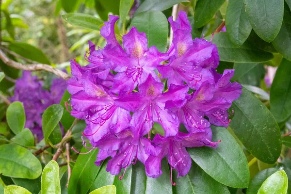 Rhododendron Género Con 024 Especies Plantas Leñosas Perteneciente Familia Ericaceae —  Fotos de Stock