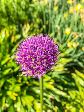 Dev soğan (Allium giganteum), Orta ve Güneybatı Asya 'da yetişen Asya kökenli bir soğan türüdür..
