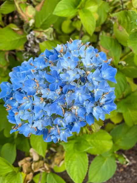 Himmelskt Hydrangea Serrata Blomsterväxt Familjen Hydrangeaceae Hemma Bergsregioner Korea Och — Stockfoto