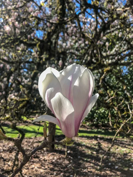 Tefatsmagnolia Magnolia Soulangeana Hybridväxt Släktet Magnolia Och Familjen Magnoliaceae Det — Stockfoto