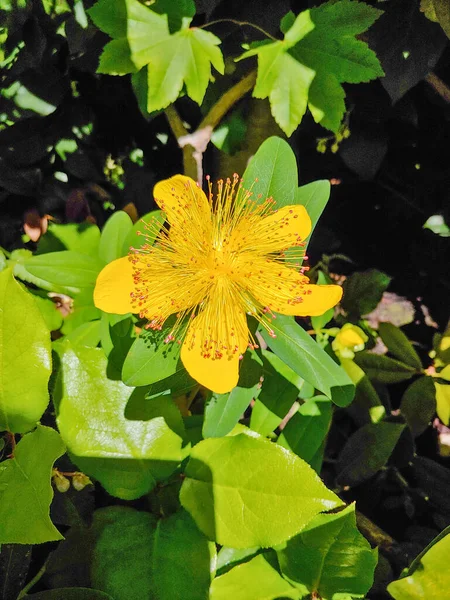 John Wort Hypericum Calycinum Species Prostrate Low Growing Shrub Flowering — Stock Photo, Image