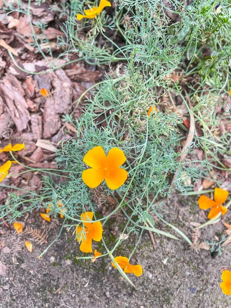 カリフォルニアケシ California Poppy アメリカ合衆国やメキシコに自生する科Papaveraceae カリフォルニア州の公式州花である — ストック写真