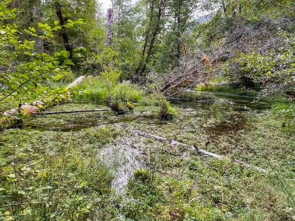 Hoh Rainforest Encuentra Península Olímpica Noroeste Del Pacífico Encuentra Oeste — Foto de Stock