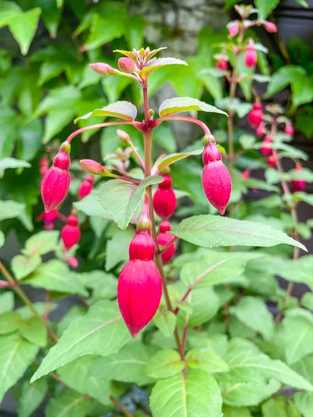 Hardy Fuchsia Fuchsia Magellanica Evening Primrose Család Onagraceae Család Virágzó — Stock Fotó