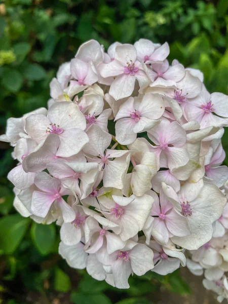 하이드라게아 Hydrangea Macrophylla Hydrangea Macrophylla 일본에서 자생하는 현화식물의 일종이다 — 스톡 사진