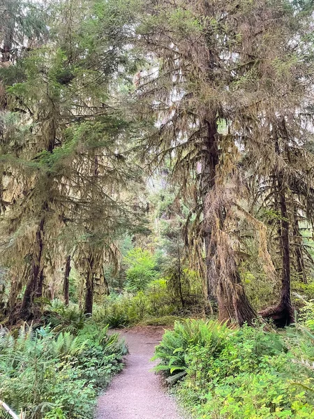 呼号雨林座落在太平洋西北部的奥林匹克半岛上 它位于华盛顿州西部 是美国最大的温带雨林之一在奥林匹克国家公园内 森林受到商业保护 — 图库照片