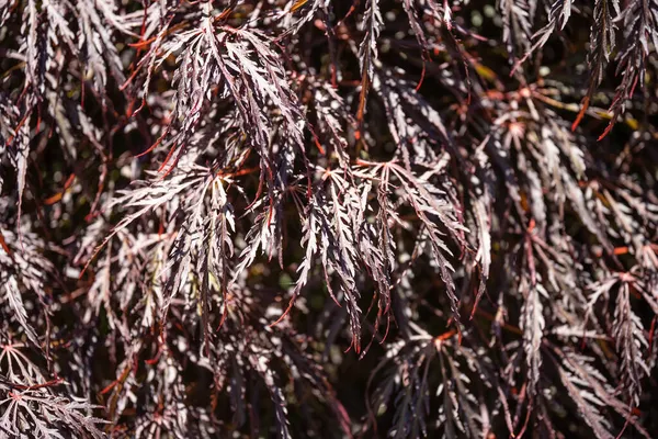 Kızıl Kraliçe Japon Akçaağacı Acer Palmatum Var Disectum Crimson Queen — Stok fotoğraf