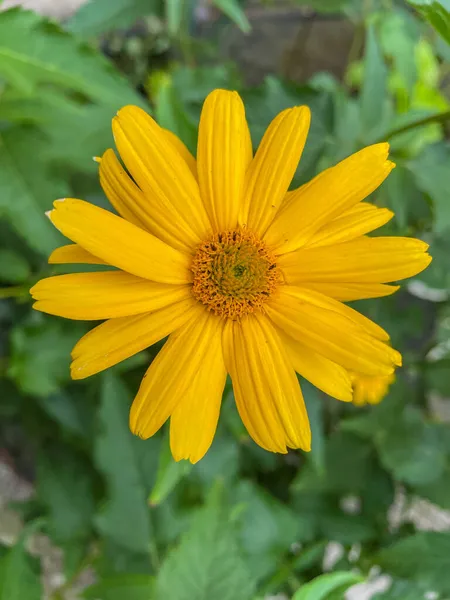 False Sunflower Heliopsis Helianthoides Species Flowering Plant Family Asteraceae Native — Stock Photo, Image