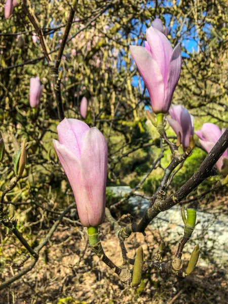 Gövde Manolyası Magnolia Soulangeana Magnolia Magnoliaceae Familyasından Bir Manolya Bitkisidir — Stok fotoğraf