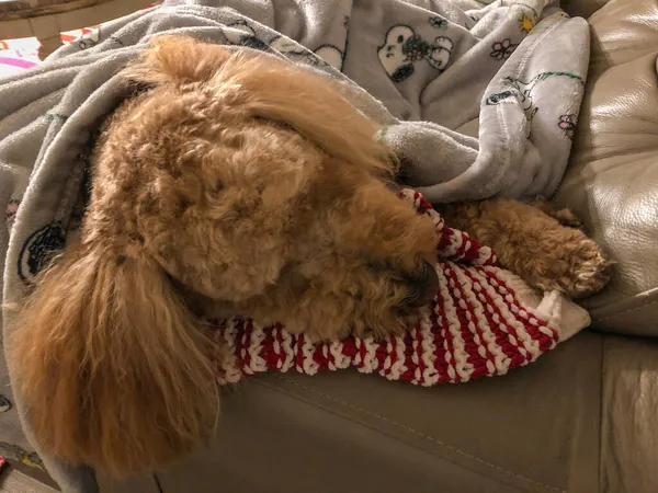 Australian Labradoodle Blandning Mellan Labrador Retriever Poodle Och Cocker Spaniel — Stockfoto