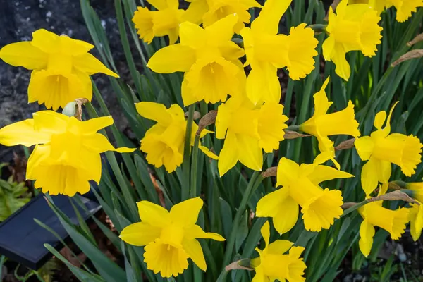 Lilia Wielkopostna Narcissus Pseudonarcissus Jest Wieloletnią Rośliną Kwitnącą Która Jest — Zdjęcie stockowe