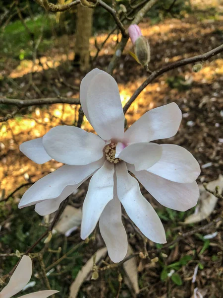 Magnolia Stellata Magnolia Stellata Arbusto Crecimiento Lento Pequeño Árbol Nativo —  Fotos de Stock