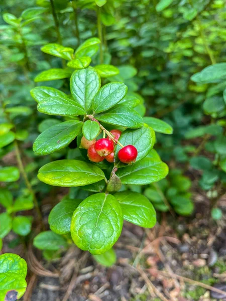 Lingonberry Vitis Idaea 是一种生长有可食果实的矮小常绿灌木 原产于北半球的北方森林和北极冻土带 — 图库照片