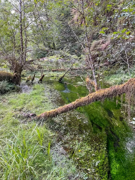 Hoh Rainforest Encuentra Península Olímpica Noroeste Del Pacífico Encuentra Oeste — Foto de Stock