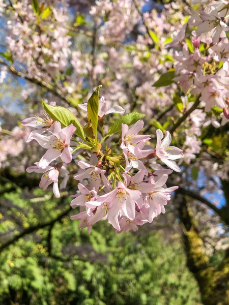 Japansk Körsbär Prunus Serrulata Horinji Art Körsbär Infödda Kina Japan — Stockfoto