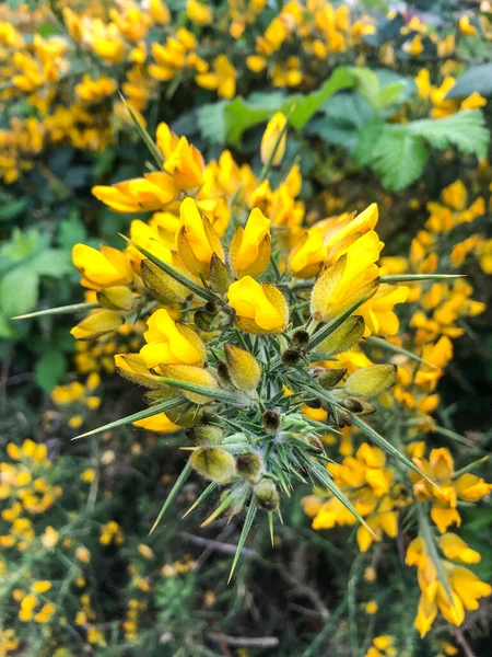 Common Gorse Ulex Europaeus 파파과에 속하는 꽃식물의 일종으로 제도와 서유럽에서 — 스톡 사진