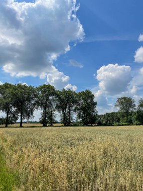Polonya 'da Wagrowiec yakınlarında tarım arazileri olan güzel bir yaz manzarası.