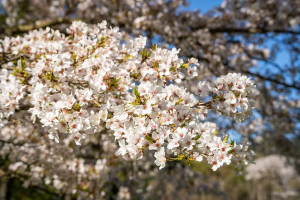 Yoshino Cherry Prunus Yedoensis Hybrid Körsbär Mellan Prunus Speciosa Oshima — Stockfoto