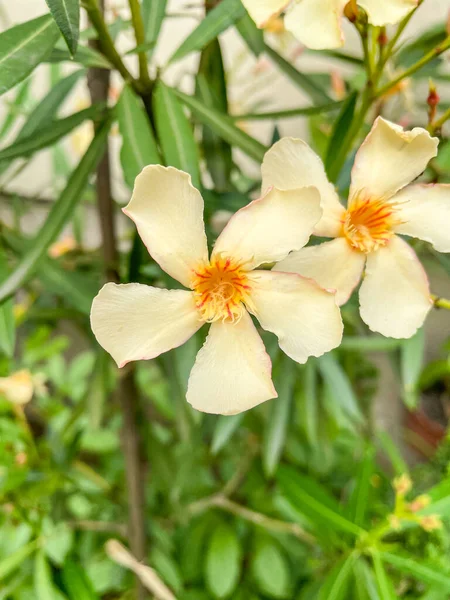 Oleander Nerium Oleander Est Arbuste Petit Arbre Feuilles Persistantes Famille — Photo