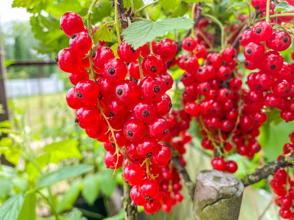 Red Currant Ribes Rubrum Member Genus Ribes Gooseberry Family Native — Stock Photo, Image