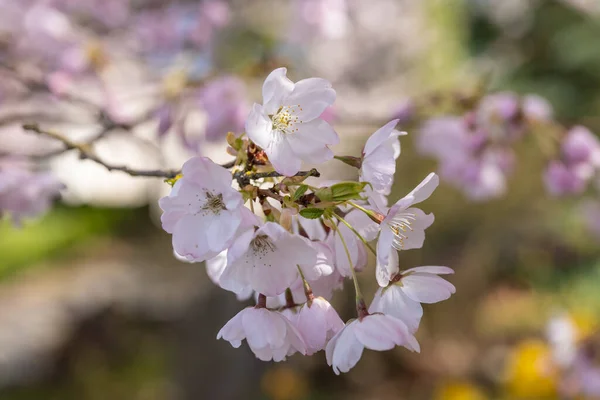 Yoshino Cereja Prunus Yedoensis Uma Cereja Híbrida Entre Prunus Speciosa — Fotografia de Stock