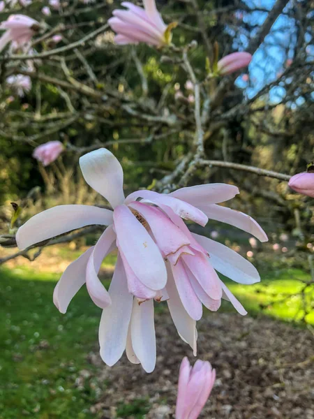 Star Magnolia Magnolia Stellata Långsamt Växande Buske Eller Ett Litet — Stockfoto