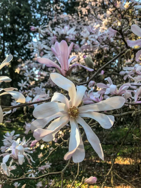 Star Magnolia Magnolia Stellata Långsamt Växande Buske Eller Ett Litet — Stockfoto