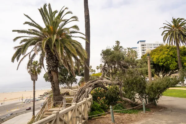 Der Palisades Park Ist Ein Großer Park Santa Monica Kalifornien — Stockfoto