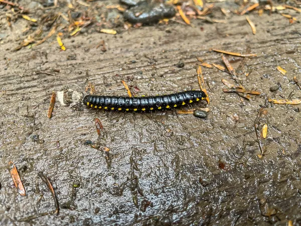 Yellow Spotted Millipede Harpaphe Haydeniana Species Polydesmidan Flat Backed Millipede — Stock Photo, Image