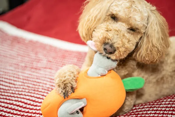 Australian Labradoodle Una Mezcla Entre Labrador Retriever Poodle Cocker Spaniel Imagen de archivo