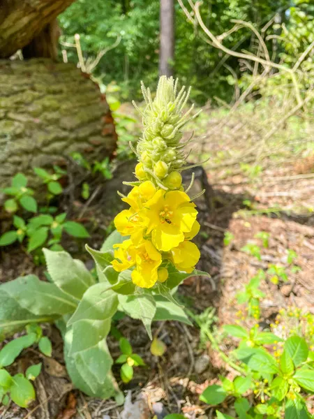 플라워 Denseflower Mullein Verbascum Densiflorum Verbascum 종이다 — 스톡 사진