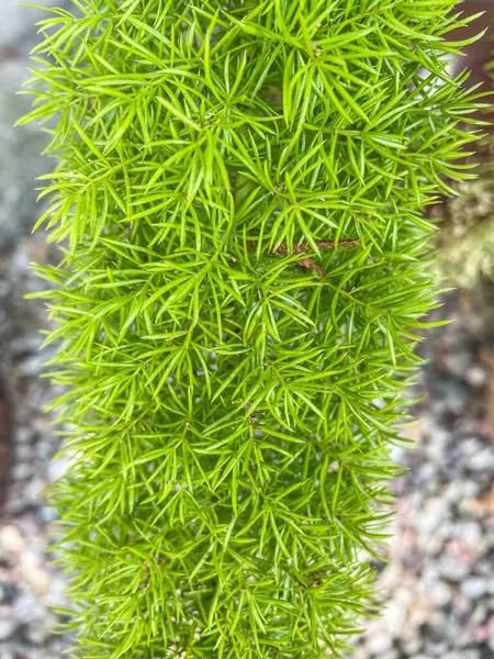 Szparagi Plume Asparagus Densiflorus Jest Wiecznie Zieloną Rośliną Wieloletnią Ściśle — Zdjęcie stockowe
