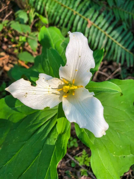 Pacific Trillium Trillium Ovatum Melanthiaceae Familyasından Bir Bitki Türü Uzun — Stok fotoğraf