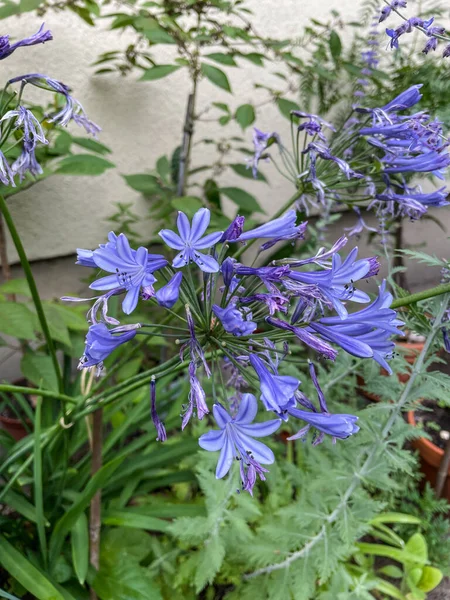 Lily Nile Agapanthus Praecox Popular Garden Plant World Especially Mediterranean — Stock Photo, Image