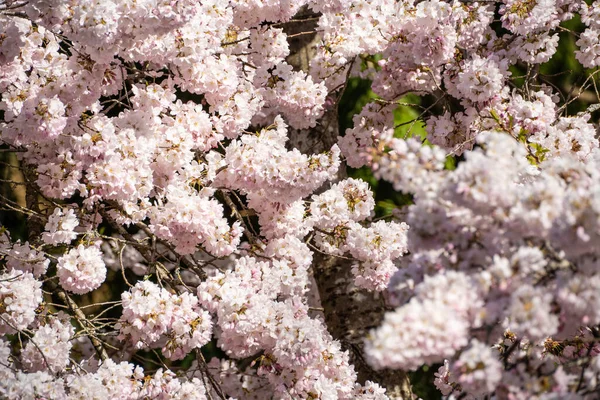 Yoshino cherry (Prunus yedoensis), Prunus speciosa (Oshima zakura) ile Prunus pendula f. ascendens (Edo higan) arasında bir melez kirazdır. Japonya 'da doğal ya da yapay bir melez olarak görülür. 