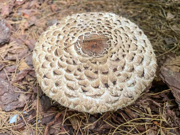 Parasol Mushroom Macrolepiota Procera Een Basidiomycete Schimmel Met Een Groot — Stockfoto