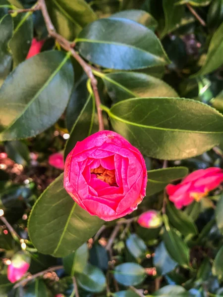 Japanische Kamelie Camellia Japonica Ist Eine Der Bekanntesten Arten Der — Stockfoto
