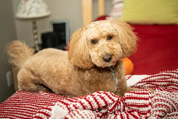 Australian Labradoodle Смесь Лабрадорского Ретривера Пуделя Кокер Спаниеля — стоковое фото