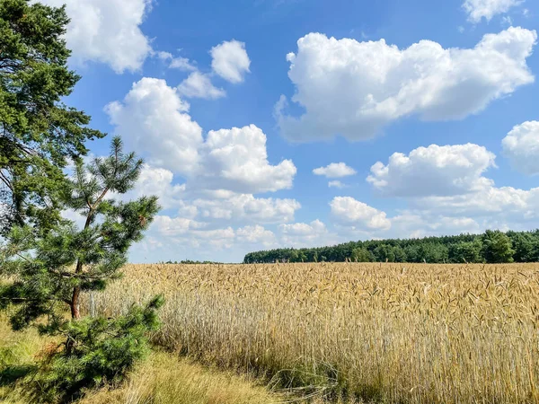 Beautiful Summer Landscape Farmfields Wagrowiec Poland — Stock Photo, Image