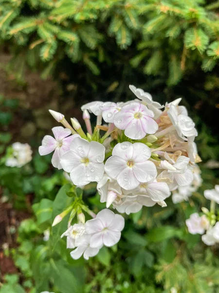 Trädgårdsflox Phlox Paniculata Blomsterväxt Familjen Polemoniaceae — Stockfoto