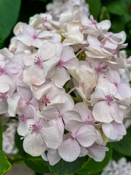 Hydrangea Macrophylla Una Especie Planta Fanerógama Perteneciente Familia Hydrangeaceae —  Fotos de Stock