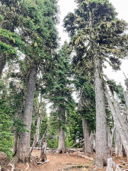 Hurricane Ridge Una Zona Montañosa Parque Nacional Olímpico Washington Aproximadamente —  Fotos de Stock