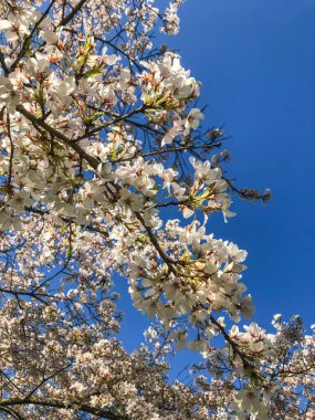 Yoshino kirazı (Prunus yedoensis), Prunus speciosa (Oshima zakura) ile Prunus pendula f. ascendens (Edo higan) arasında bir melez kirazdır.. 