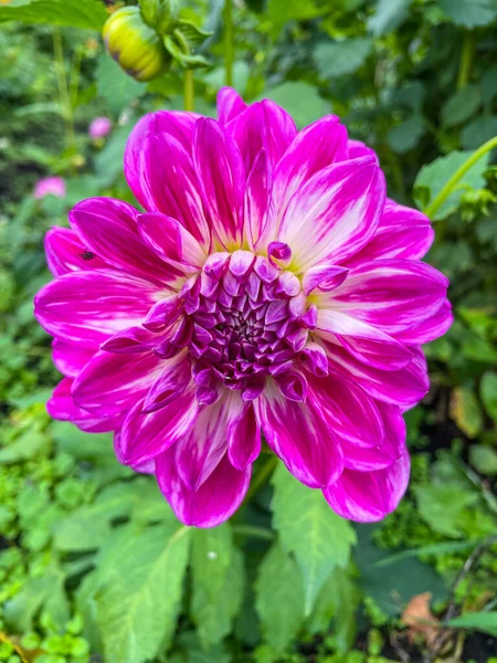 Dahlia Est Genre Plantes Herbacées Vivantes Touffues Touffues Originaire Mexique — Photo