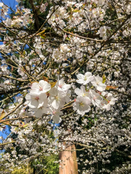 Yoshino Cherry Prunus Yedoensis Jest Hybrydową Wiśnią Pomiędzy Prunus Speciosa — Zdjęcie stockowe