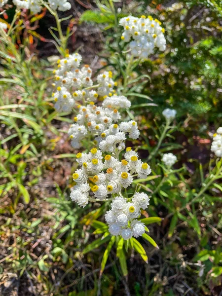 Väst Pärla Evig Anaphalis Margaritacea Asiatisk Och Nordamerikansk Art Blommande — Stockfoto